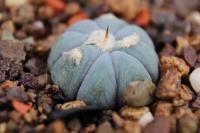 Echinocactus horizonthalonius PD 61